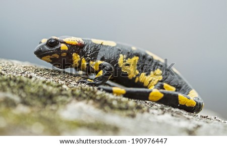Fire salamander (Salamandra salamandra) breathing.