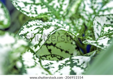 Polka dot plant (Hypoestes phyllostachya).