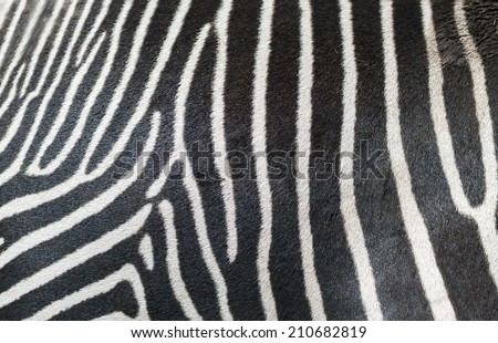 Zebra skin texture