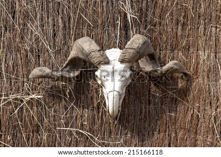 Mutton skull on a wall.