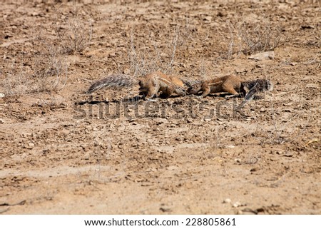 couple  South African ground squirrel,Xerus inauris, looking for food, Kalahari, South Africa