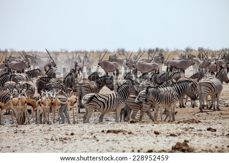 enormous number of animals at the waterhole in the Etosha National Park, Damara zebra, Equus burchelli antiquorum,Springbok,Antidorcas marsupialis, Gemsbok,Oryx gazela