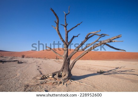 dry tree in a desert valley Sossusvlei Namibia
