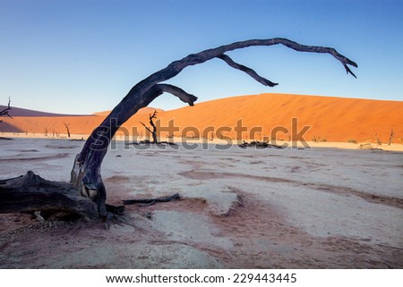 dry tree on a dry lake Sossusvlei, Namibia