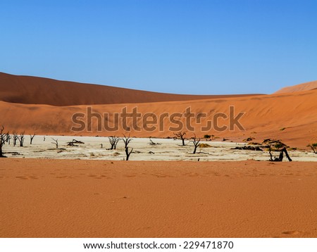 dry lake with dry trees in desert areas Sossusvlei, Namibia