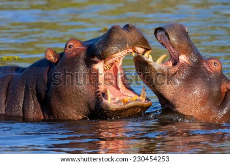 Game two young Hippopotamus, Hippopotamus amphibius, Moremi National Park, Botswana