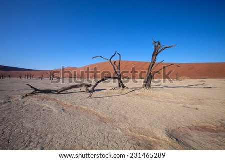 dry lake in the desert, Sossusvlei,  Namibia, dry tree in the foreground, Namibia
