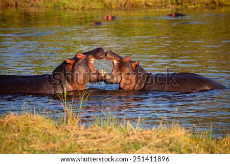 Two young struggling Hippopotamus, Hippopotamus amphibius, Moremi National Park, Botswana