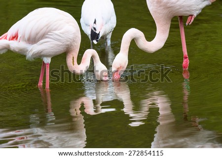 Rosy Flamingo, Phoenicopterus ruber roseus,a few pecks filter the water in search of microscopic food