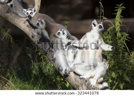 Lemur catta,  Ring-tailed Lemur sunning in the morning sun