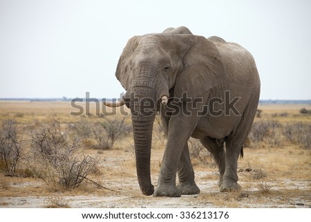 he  old African elephant Loxodonta africana bush in the Etosha National Park, Namibia