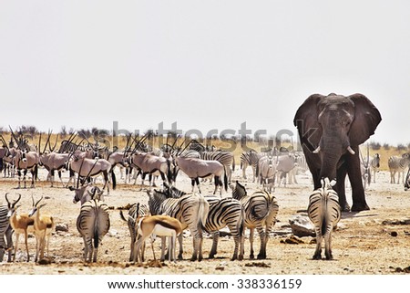 huge herds of zebra and antelope at waterhole Etosha, Namibia