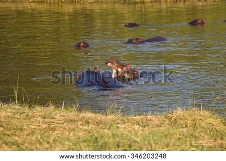 fights young Hippopotamus, Hippopotamus amphibius,Okavango, Botswana
