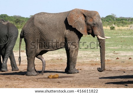 is an elephant dick big How