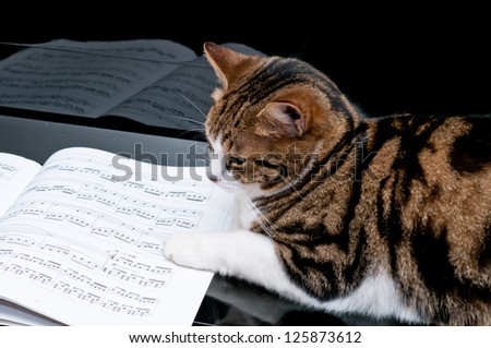 Cat on piano with musical score