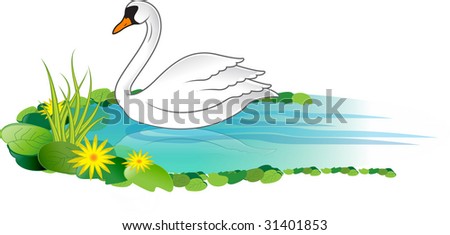 pond swan