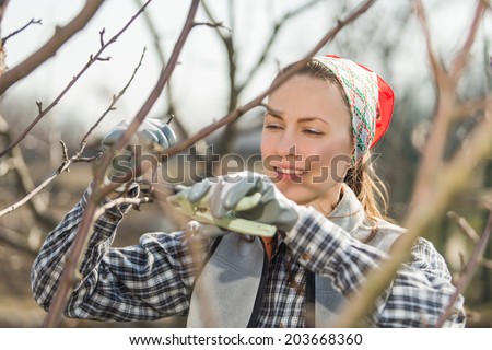 Gardener pruning fruit trees by pruning shears