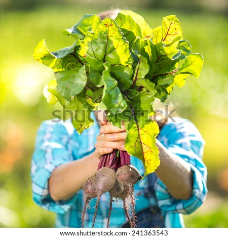 Woman holds green beetroots with green leaves for salads. Healthy eco food concept. focus on beets