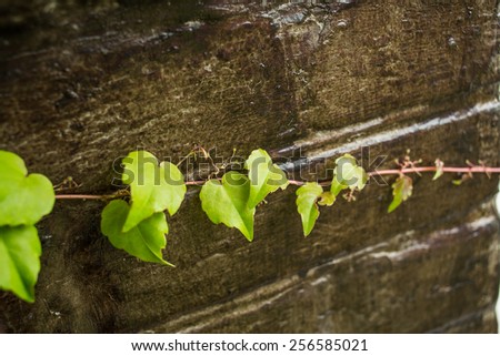Green branch over dark wooden background. selective focus on center green leaf