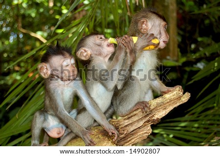 Crazy monkeys