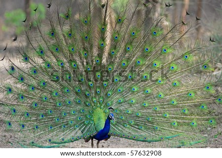 Indian Peacock dancing