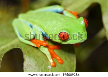 red eyed tree frog crawling between leafs in jungle at border of Panama and Costa Rica in the tropical rain-forest, cute night animal with vivid colors