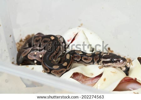 Royal Python, or Ball Python , in studio against in the egg