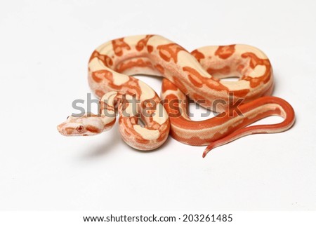 Red Boa Constrictor snake on white background