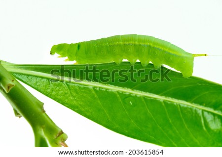 isolated of green worm are clamber on leaf