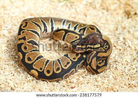 Bumble bee ball python (Python regius)