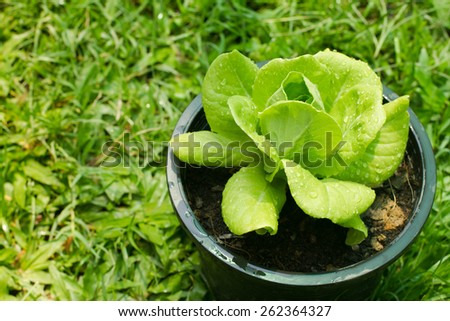fresh green butter-head lettuce