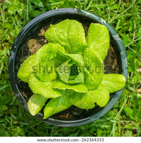 fresh green butter-head lettuce