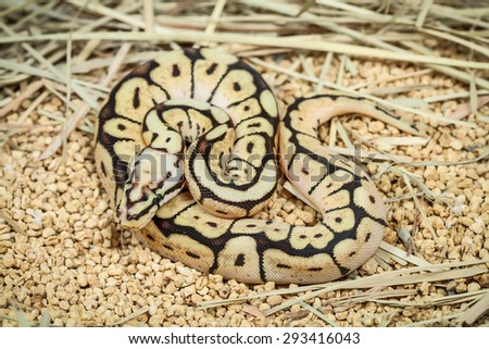 phantom ball python (Python regius)