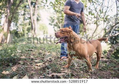 Man keeps pit bull terrier on the leash. The dog looks aggressive.