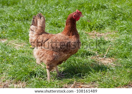 A healthy, organically raised, free range chicken (hen) in a grass meadow.