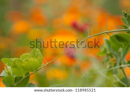 Pea tendrils over the blooming Calendula flowers in the background.