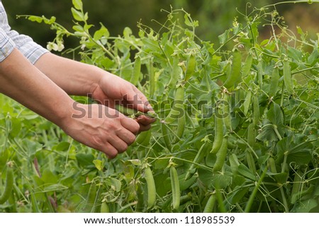 Women hand harvesting Pea pods in vegetable garden.