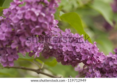 Close up view of flowering violet lilac (Syringa). Shallow depth of field.