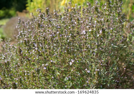Winter savory herb (Satureja montana L.) growing in an organic garden. close up