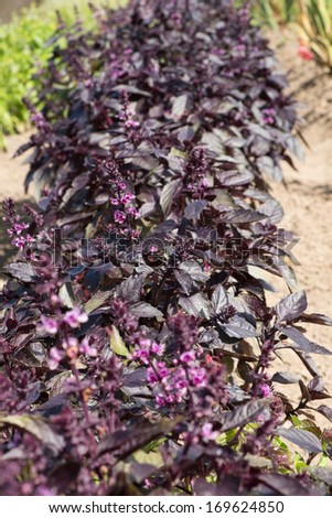 Purple Basil growing in an organic garden. close up