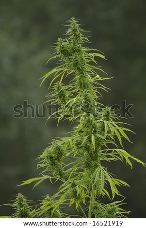 sativa weed plant