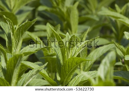 Close-up shoot of garden green peppermint plant.