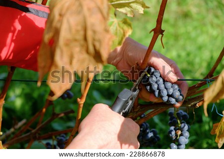 woman hands with secateurs. harvesting grapes in a Vineyard