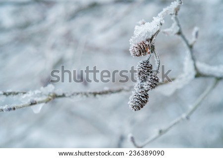 White frost covered branches with buds. Frost covered buds.