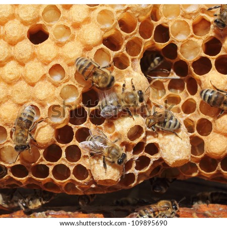 Bees are paying attention to the developing larva of the Queen Bee.