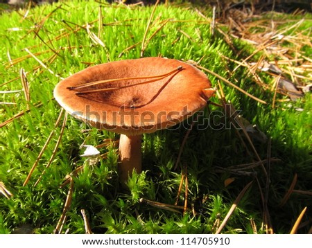 Autumn - time for mushrooms that nature gives us