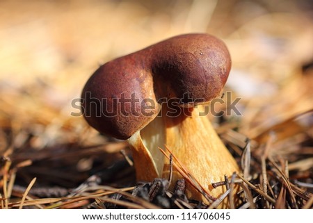 Autumn - time for mushrooms that nature gives us.