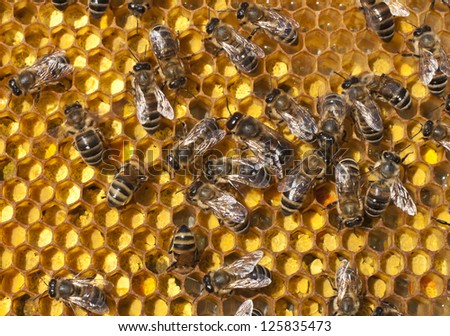 For its power bees collect pollen. They piled it into cells. Pollen is used in alternative medicine.