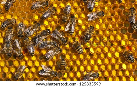 For its power bees collect pollen. They piled it into cells. Pollen is used in alternative medicine.