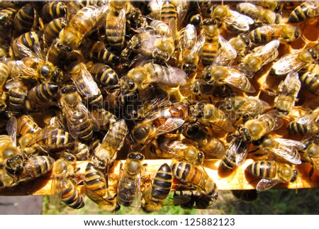 Queen bee is always surrounded by the workers - their servant